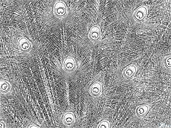 peacock Printable Coloring Nplooj Ntawv